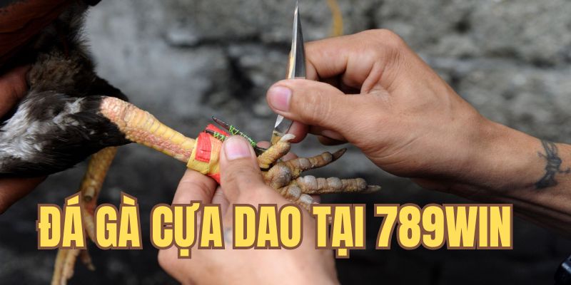 So tài cựa dao vô cùng kịch tính